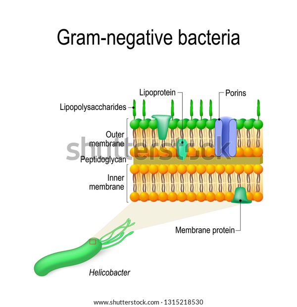 cell wall of gram negative bacteria
