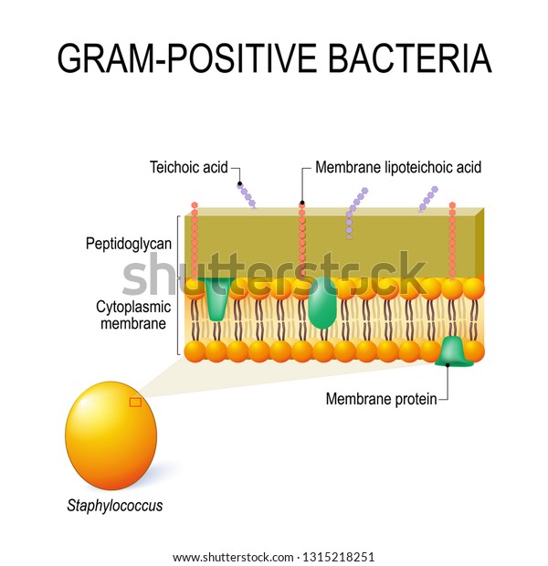 Cell Wall Structure Grampositive Bacteria Example Stock Illustration ...