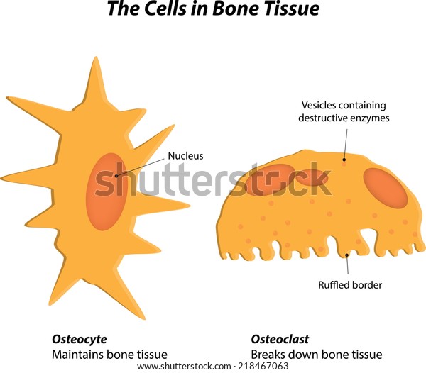 Cells Bone Tissue Labeled Diagram Stock Illustration 218467063