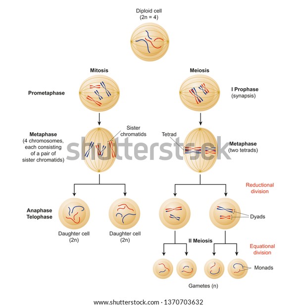 Cells Divide By Two Mechanisms Called Stock Illustration 1370703632