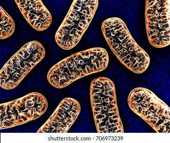 Cellular Organelle Mitochondria. 3d Illustration