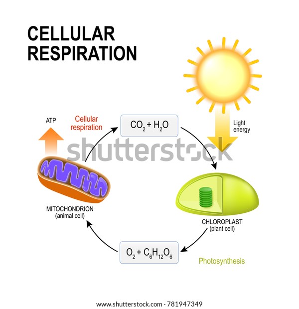 Cellular Respiration Vector Diagram Presentation Processes Stock ...