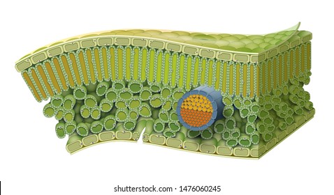 Cellular Structure of Leaf. Internal Leaf Structure a leaf is made of many layers that are sandwiched between two layers of tough skin cells (called the epidermis).