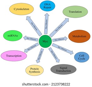 Cellular Targets Of The Myc Transcription Factor.