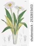 Celmisia spectabilis (1882) by John Fitch. White floral plant sketch. Vintage white botanical flower art drawing illustration, old painting art print of white flower sketch.