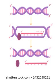 Central Dogma,transcription, DNA To RNA, Messenger RNA, MRNA