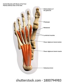 Central Muscle Anatomy of the Human Foot Labeled Diagram, 3D Rendering