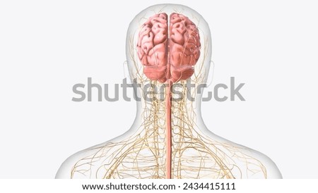 The central nervous system is the brain and spinal cord, while the peripheral nervous system consists of everything else 3d illustration