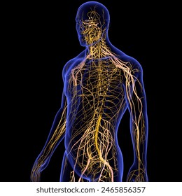 Central Nervous System The central nervous system is made up of the brain and spinal cord.with lymphatic system.3d illustration