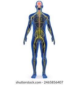 Central Nervous System The central nervous system is made up of the brain and spinal cord.with lymphatic system.3d illustration
