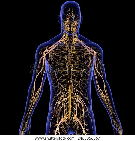 Central Nervous System The central nervous system is made up of the brain and spinal cord.with lymphatic system.3d illustration
