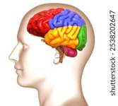 Central Organ of Human Nervous System Brain Lobes Anatomy. 3D