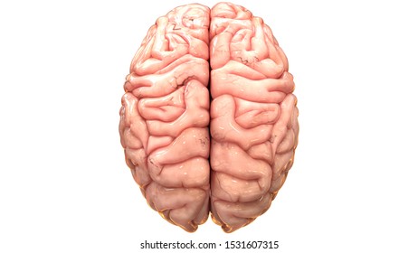 Central Organ Human Nervous System Brain Stock Illustration 1531607315 ...