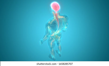 Central Organ of Human Nervous System Brain Anatomy. 3D