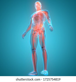 Central Organ Of Human Nervous System Brain Anatomy. 3D