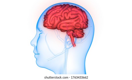 Órgano central del Sistema Nervioso Humano Anatomía Cerebral. 3.ª