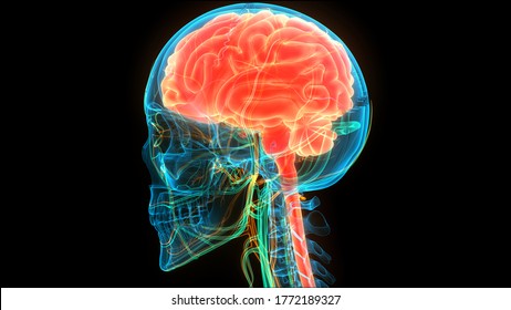Órgano central del Sistema Nervioso Humano Anatomía Cerebral. 3.ª