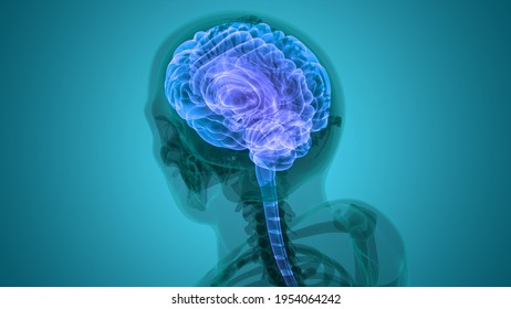 Central Organ Of Human Nervous System Brain Anatomy. 3D