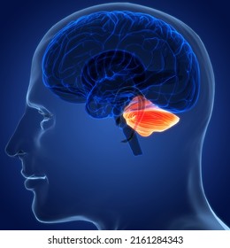 Central Organ Of Human Nervous System Brain Cerebellum Anatomy. 3D