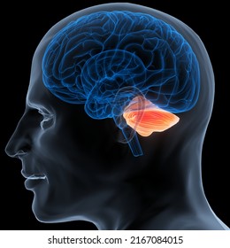 Central Organ Of Human Nervous System Brain Cerebellum Anatomy. 3D