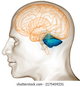 Central Organ Of Human Nervous System Brain Cerebellum Anatomy. 3D