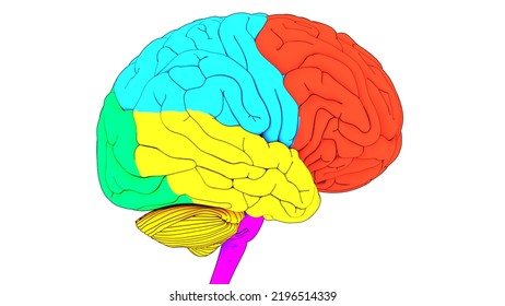 3,007 Temporal lobes Images, Stock Photos & Vectors | Shutterstock