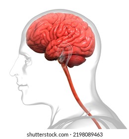 Central Organ Human Nervous System Brain Stock Illustration 2198089463 ...