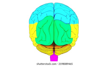 3,007 Temporal lobes Images, Stock Photos & Vectors | Shutterstock