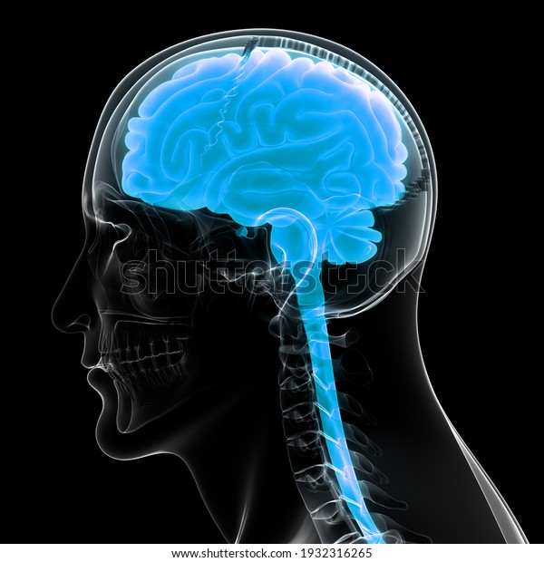 Central\
Organ of Human Nervous System Brain Anatomy.\
3D