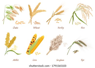 Cereals Names High Res Stock Images Shutterstock