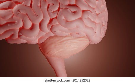 Cerebellum Close-up, Hindbrain 3d Illustration