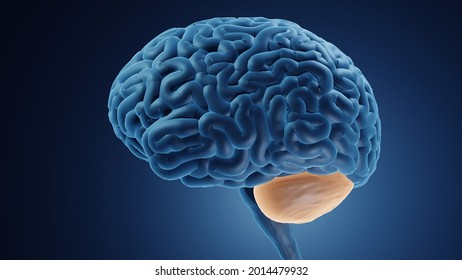 Cerebellum In Human Brain 3d Illustration