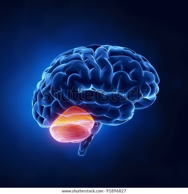 Cerebellum part - Human\
brain in x-ray\
view