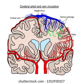 Cerebral Circulation Images, Stock Photos & Vectors | Shutterstock