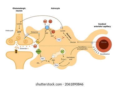The cerebral circulation,Relationship of astrocytes to oxygen and energy metabolism, neuron, Blood brain, 2d graphic, illustration