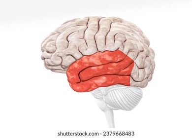 Cerebral cortex temporal lobe in red color profile view isolated on white background 3D rendering illustration. Human brain anatomy, neurology, neuroscience, medical and healthcare, biology concept.