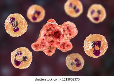 Cerebrospinal Fluid Smear Containing Trophozoites Of Brain-eating Amoeba Naegleria Fowleri And Neutrophils, 3D Illustration