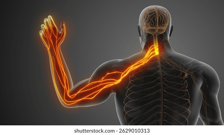 Cervical Nerve Impingement Causing Neck and Arm Pain 3d illustration