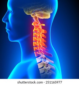 Cervical Spine Anatomy Pain Concept