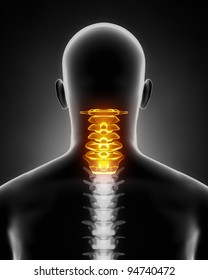 Cervical Spine Anatomy Posterior View