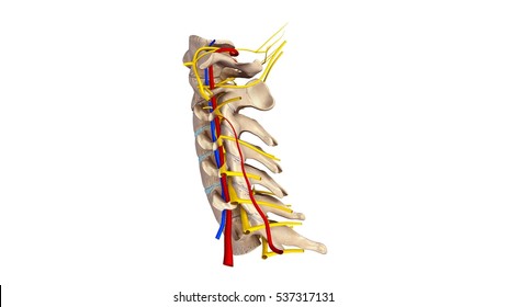 Cervical Spine With Blood Vessels And Nerves Anterior View 3d Illustration