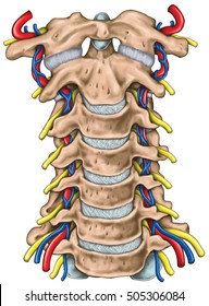 Cervical Spine Both Vertebral Arteries Transverse Stock Illustration ...