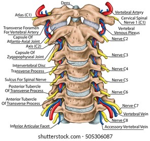 Cervical spine with both vertebral arteries in transverse foramen and the emerging spinal nerves. Topographic relationship of the spinal nerve and vertebral artery. Anterior view. 