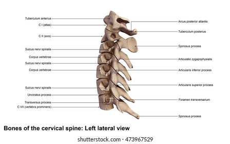 Cervical Spine Left Lateral View 3d Stock Illustration 473967529 ...