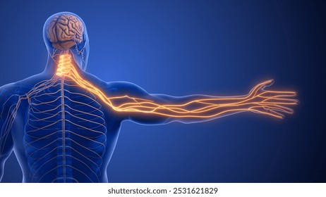Cervical Spine Nerve Compression Causing Radiculopathy 3d illustration