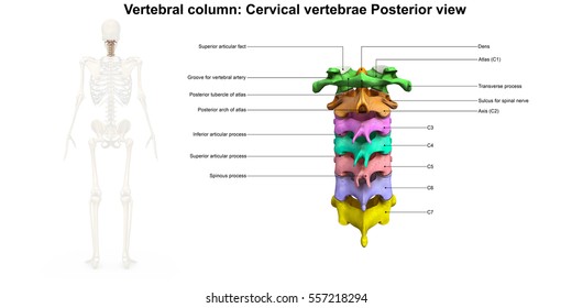 Cervical spine posterior view 3d illustration
