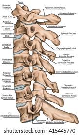 Cervical spine structure, vertebral bones, cervical bones, anatomy of human bone system, human skeletal system, vertebral morphology, lateral view