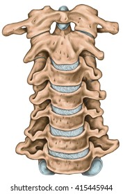 Cervical Spine Structure Vertebral Bones Cervical Stock Illustration ...