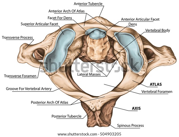 Cervical spine, vertebral morphology, first and second cervical