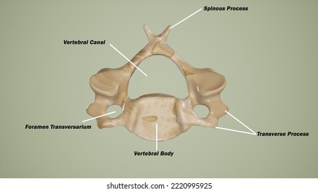 typical cervical vertebra